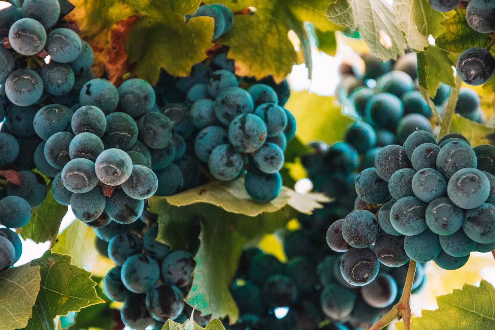 Food, Local Biol Grape - Korçe